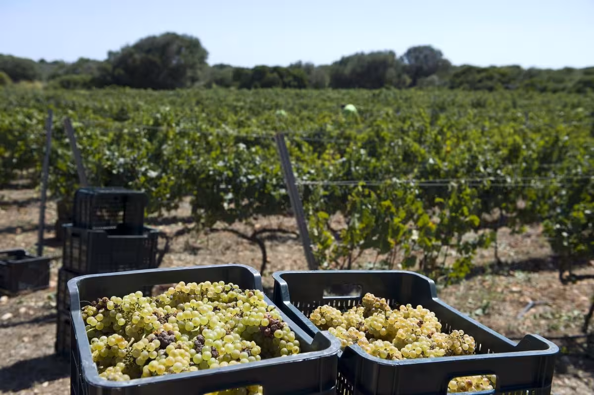 Menorca logra en 2025 su mayor producción de vino en casi 30 años