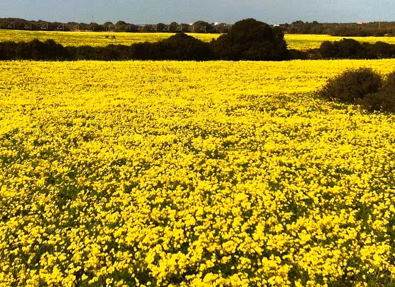 "La revolución de la camomila"