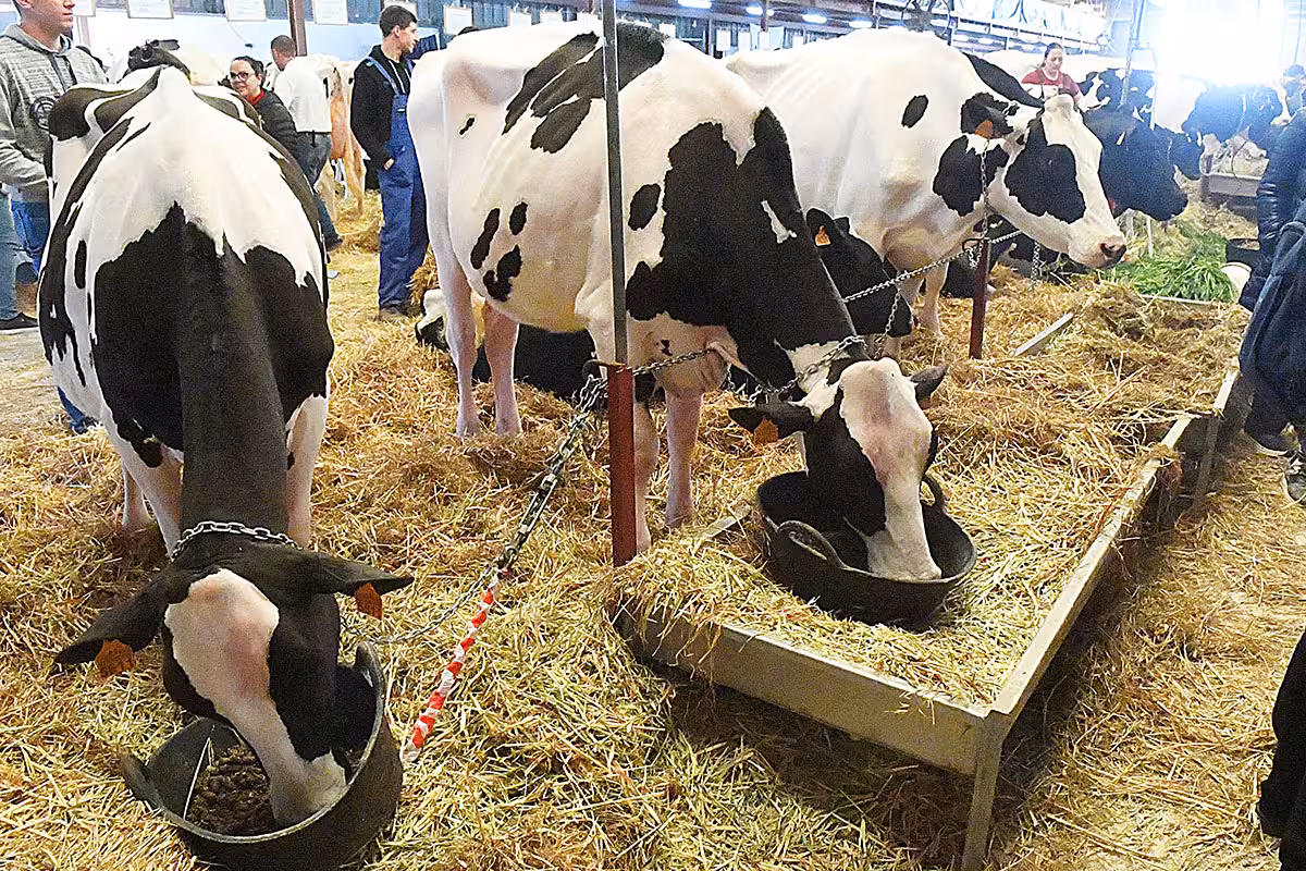 Alaior se convierte en la capital del campo balear con una Fira del Camp de récord