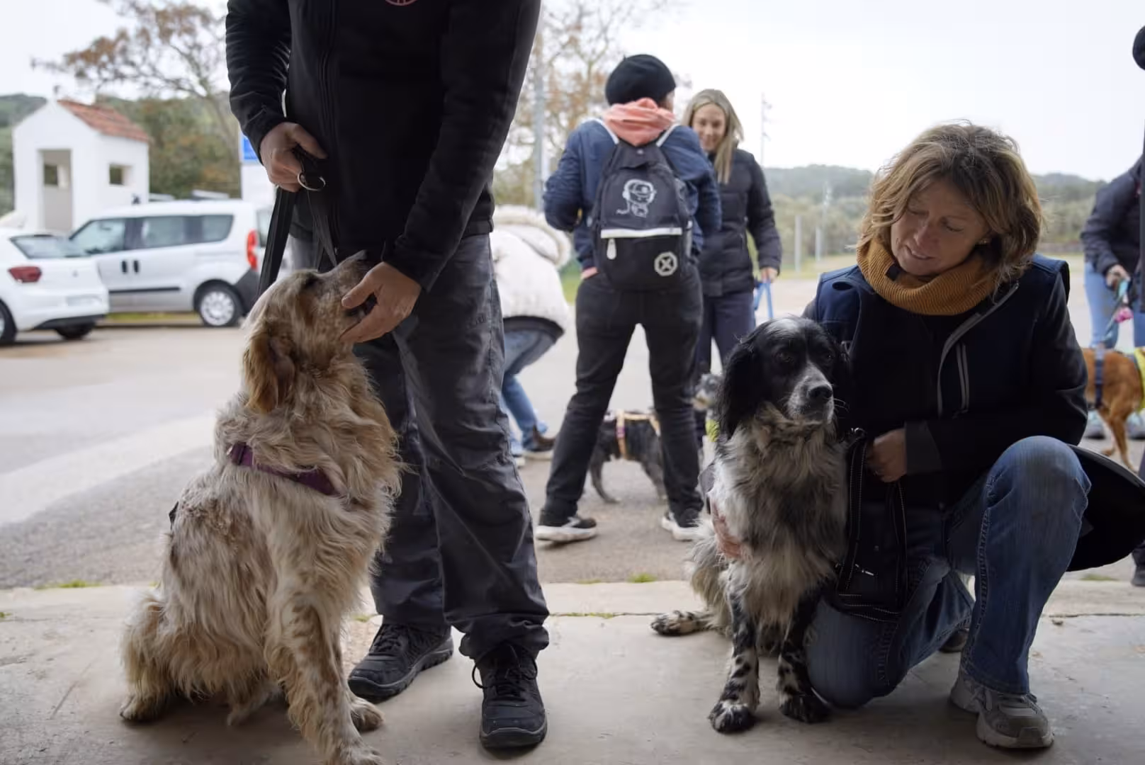 La Fiesta del Podenco se celebra en Es Mercadal pese al temporal y logra cuatro adopciones