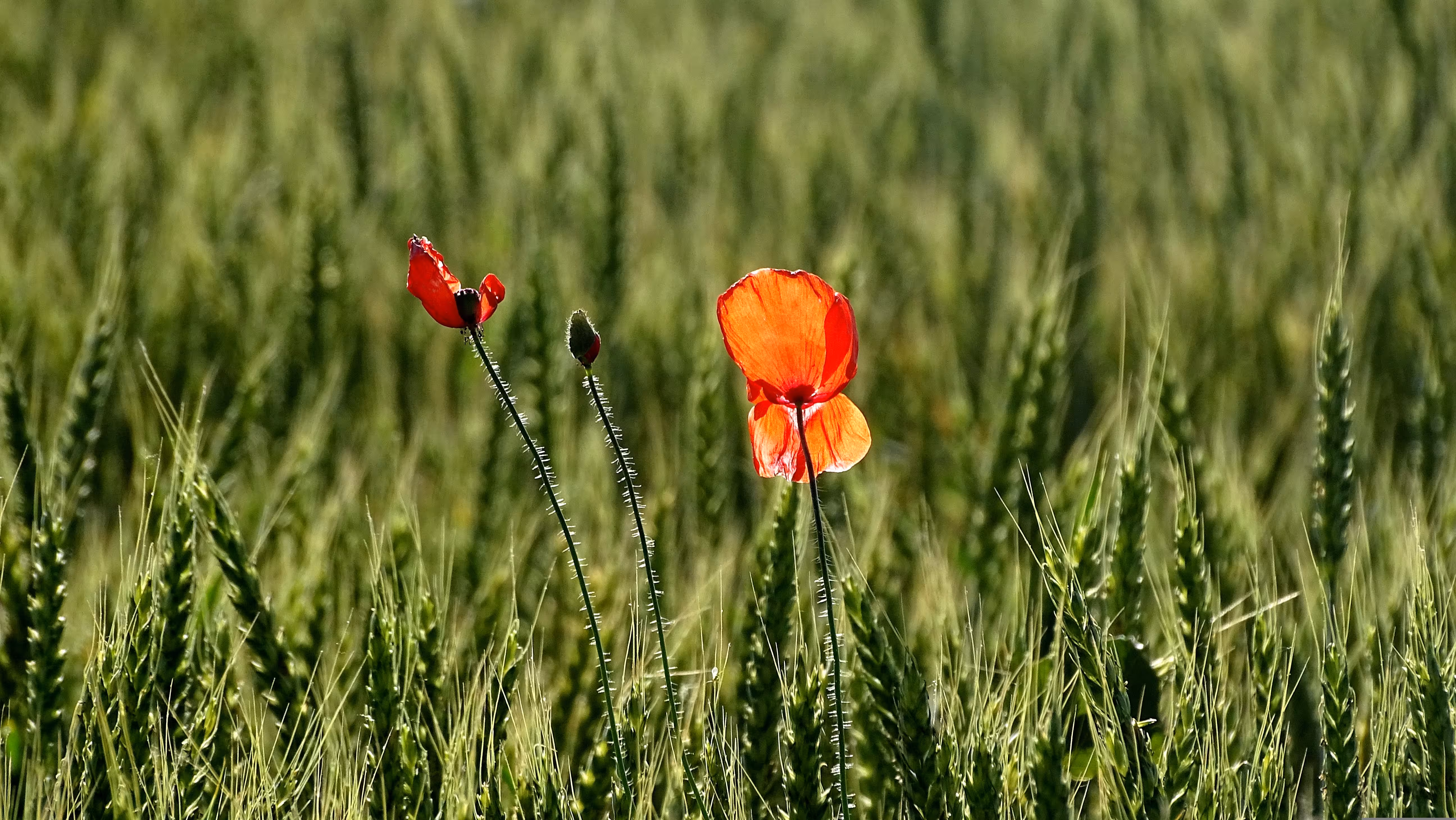 "D'abril, un de bo entre mil!"