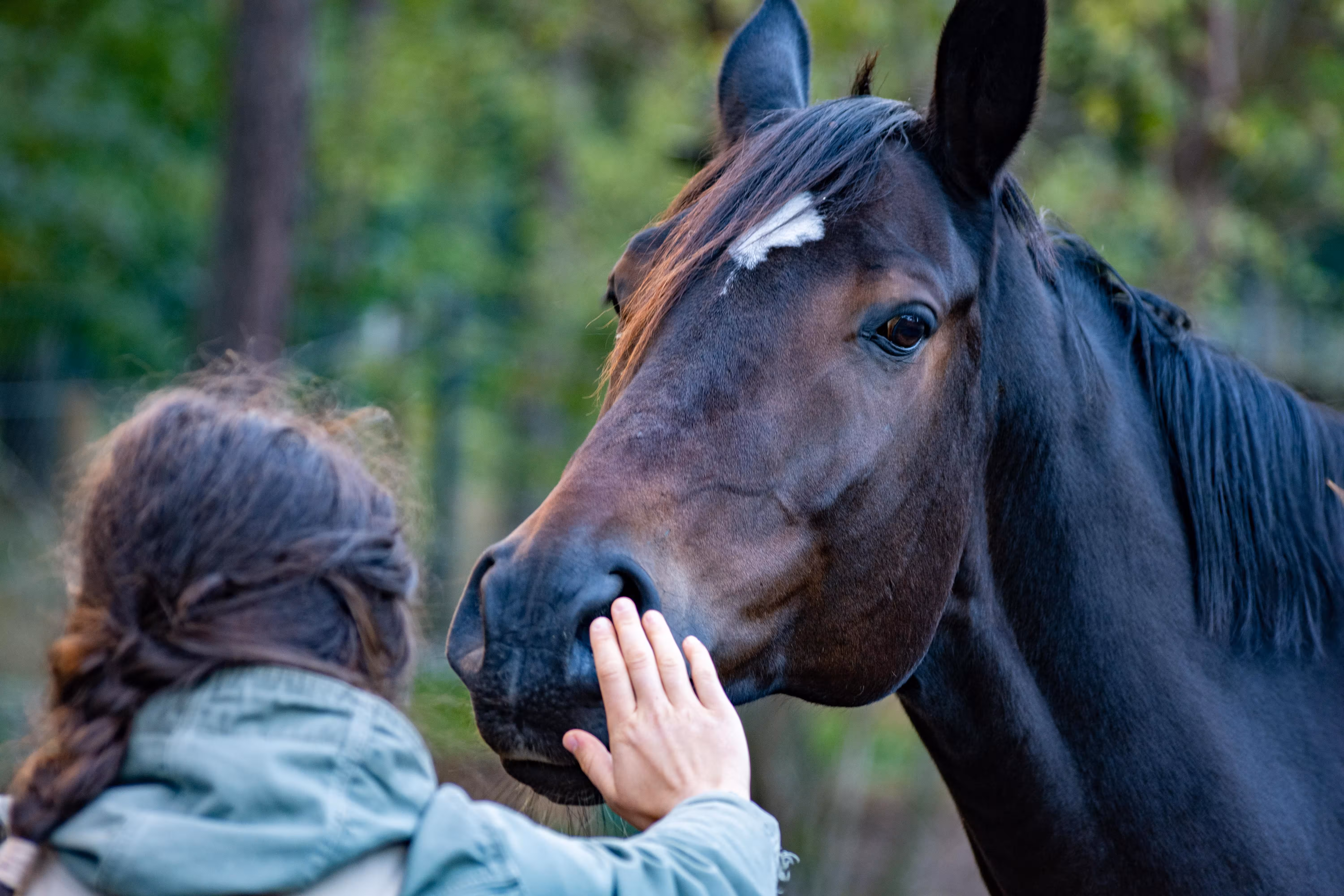 Menorca refuerza la atención a caballos y burros maltratados con una ayuda de 6.000 euros