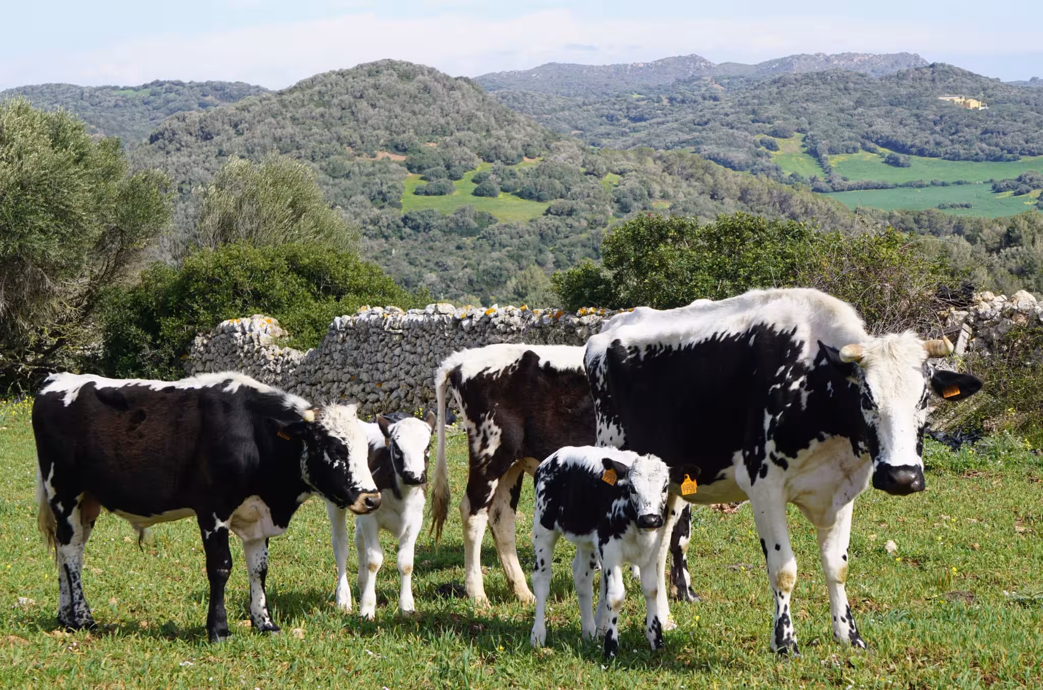 La vaca de la reina, una raza nacida del ganado que Isabel II regaló a Menorca, busca ser reconocida como autóctona