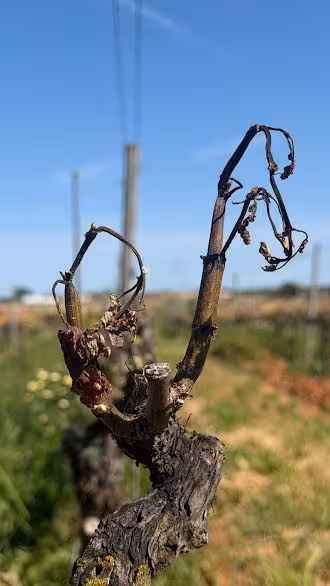 El campo menorquín reclama ayudas por los daños del temporal de Semana Santa en viñas, frutales y olivos