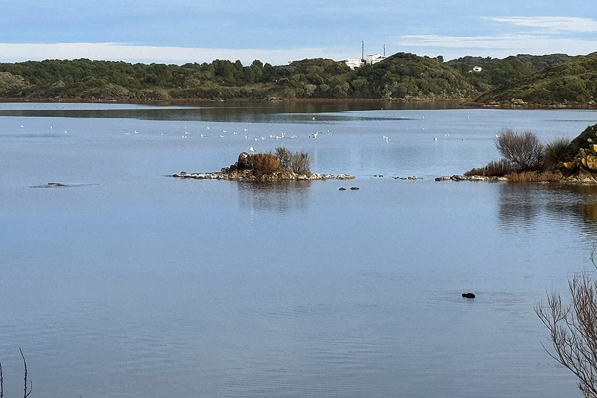 Organizan una actividad gratuita de buceo con tubo en s’Albufera des Grau