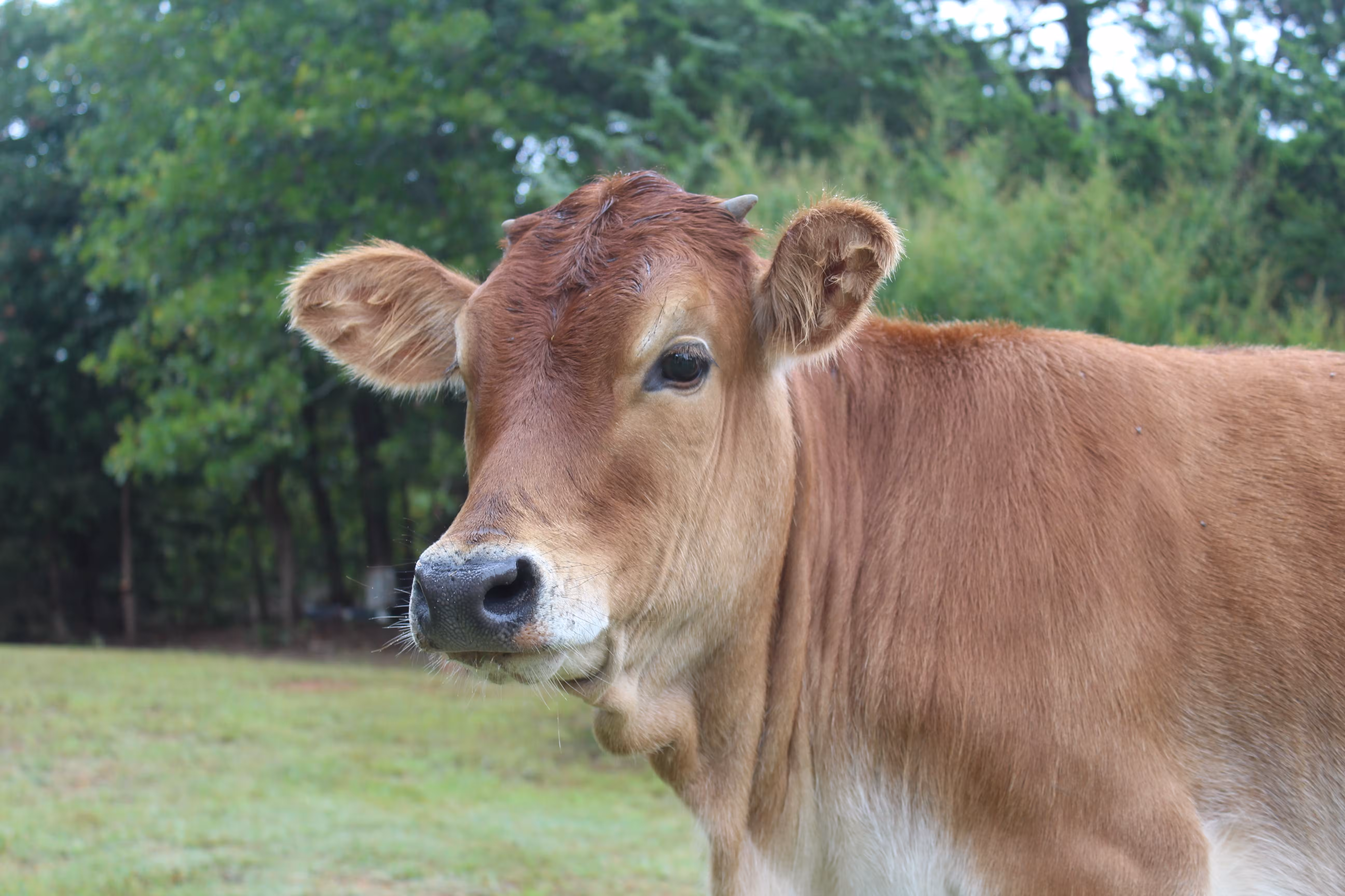 El queso Mahón-Menorca podrá elaborarse con leche de vacas jersey