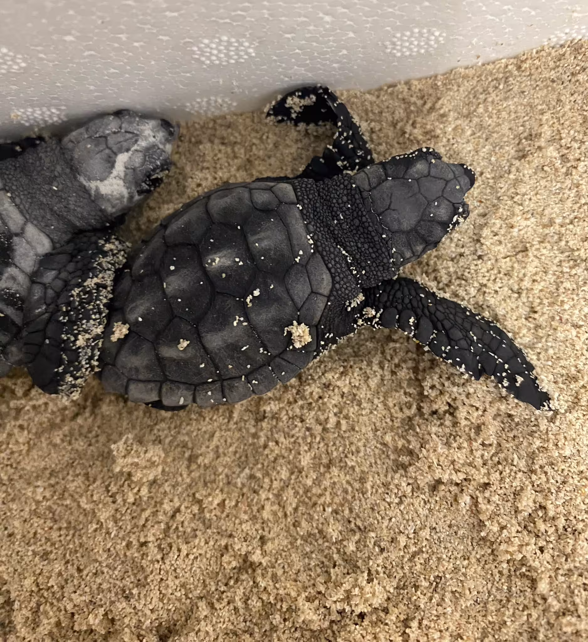 (Fotos y vídeos) Nacen crías de tortuga boba en Punta Prima y activan un dispositivo para rescatarlas