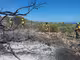 El fuego en Son Remei calcinó casi dos hectáreas de matorrales