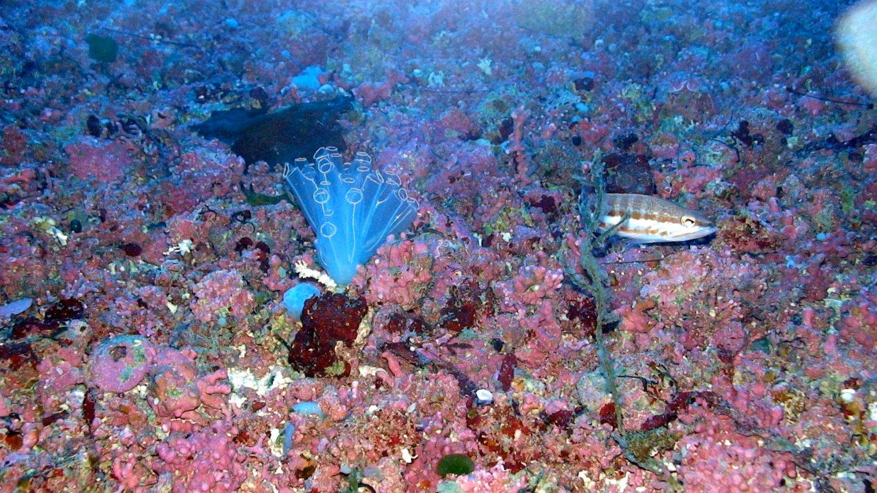 El GOB Menorca ve insuficientes las sanciones de pesca en la isla