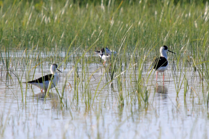 Cae hasta un 30% el número de aves acuáticas que han invernado este año en Menorca