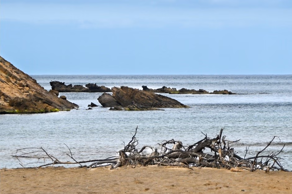(La foto) Restos de la DANA de Valencia llegan a la costa menorquina