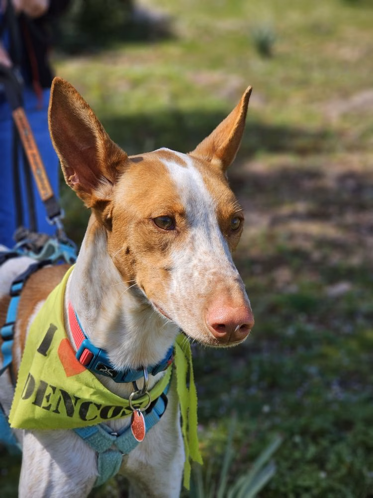 La Fiesta del Podenco regresa este domingo a Es Mercadal