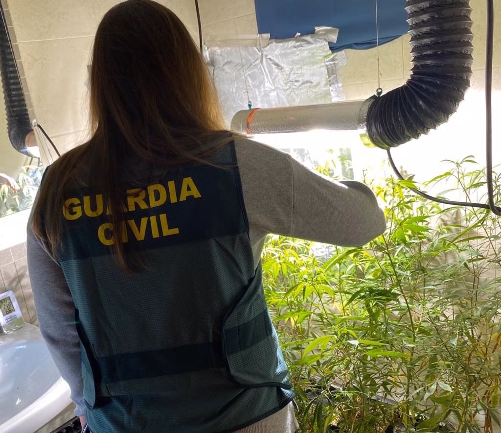 La Guardia Civil desmantela una plantación de marihuana en Es Mercadal
