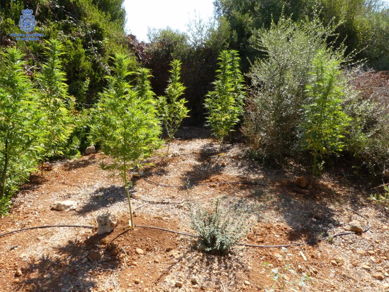 Detenido en Ciutadella con 34 plantas de marihuana