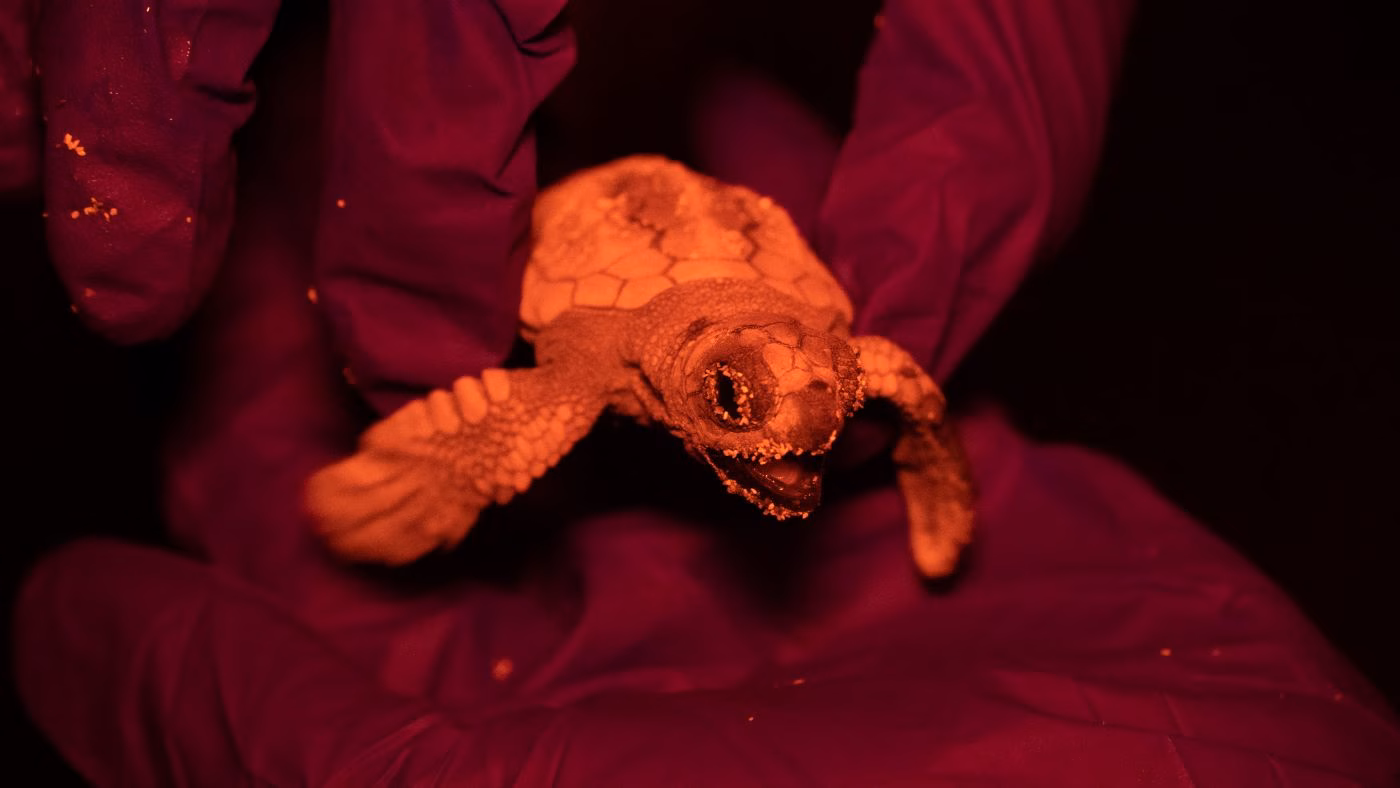 Tortugues marines: per què es fa aquesta gestió?