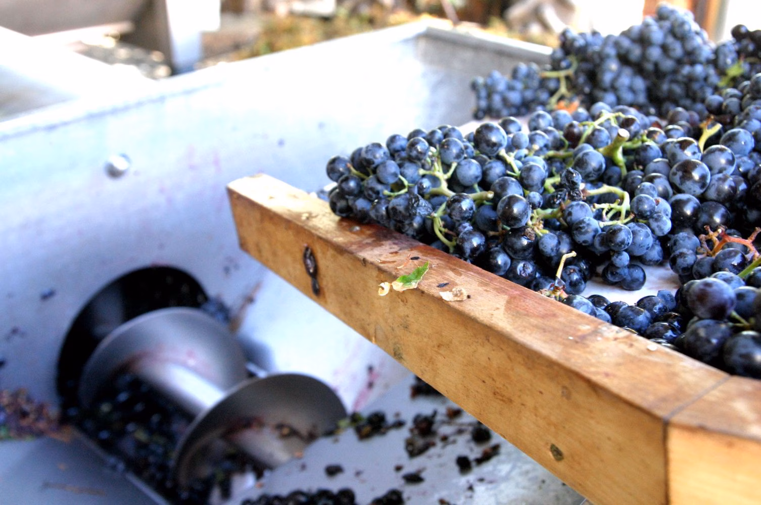 Menorca registra la menor caída en la producción de vino de calidad: un 5 % menos en 2024