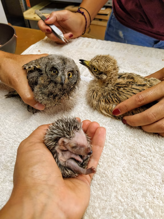 El GOB cierra el año con 1.625 socios y más de 8.000 participantes en sus actos