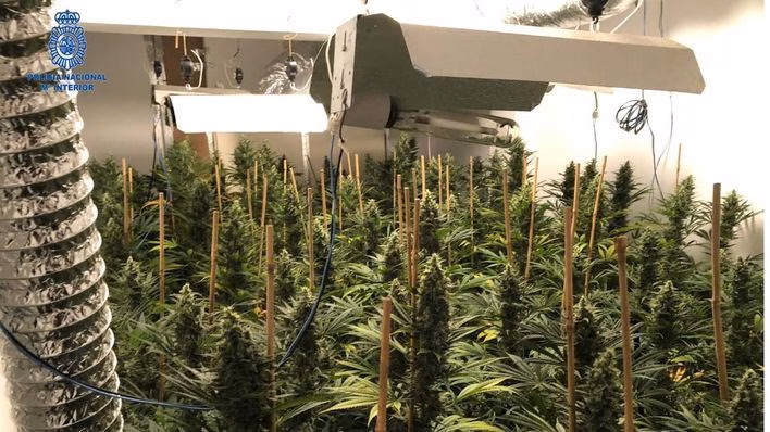 Detenido un hombre con 200 plantas de marihuana en una vivienda