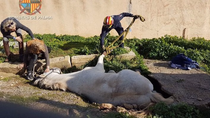 Rescatan a un caballo que se había caído en un foso