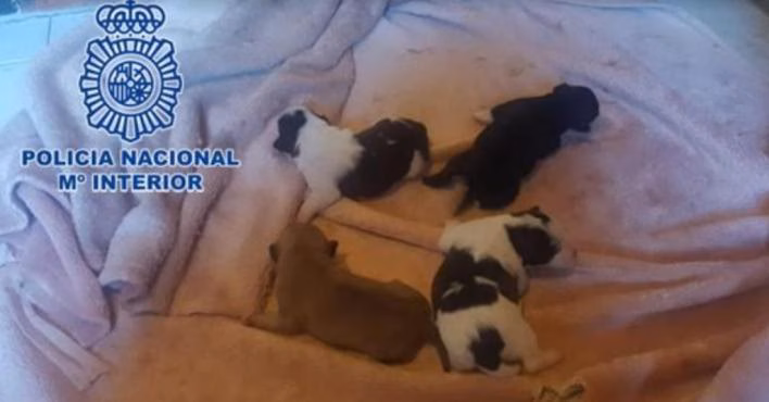 Detenida por intentar matar a cuatro cachorros de perro metiéndolos en el congelador