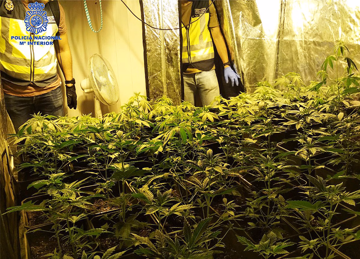 Detenidas 3 personas en Maó a las que se han incautado 68 kilos de marihuana