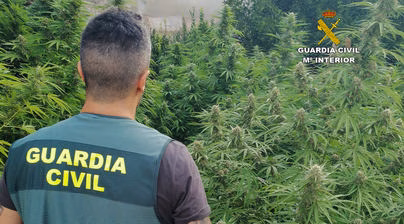 Desmanteladas dos plantaciones de marihuana