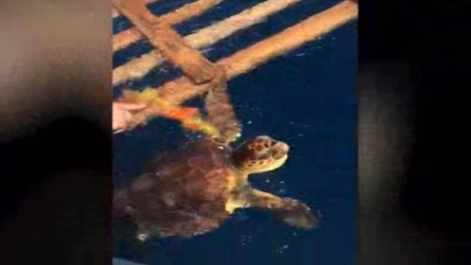 (Vídeo) Así han liberado a una tortuga marina en Favàritx