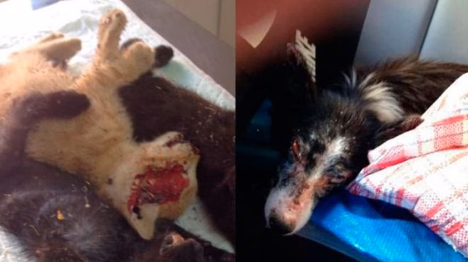El maltrato animal que indigna a las redes