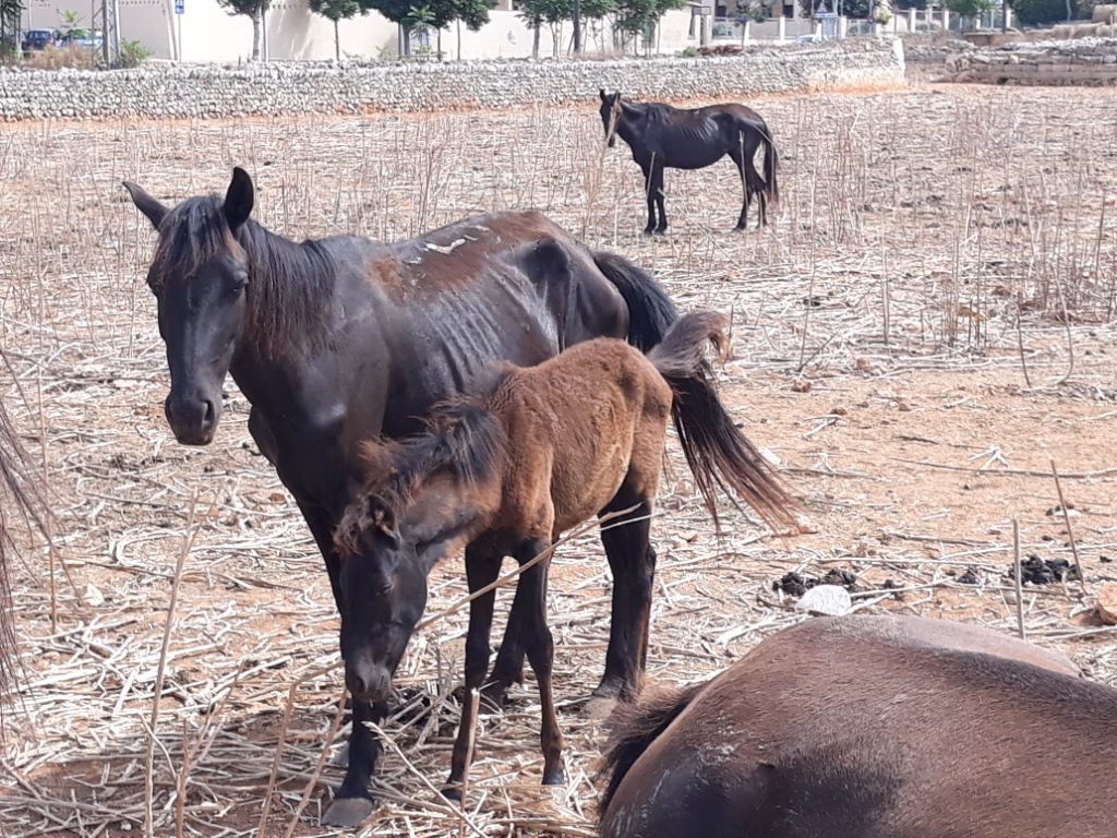Miquel Àngel Maria tramita la denuncia de los caballos pero señala que su dueño jamás los maltrató