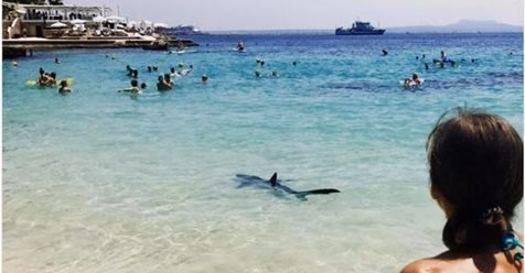 Cierran la playa de Arenal d'en Castell por una tintorera