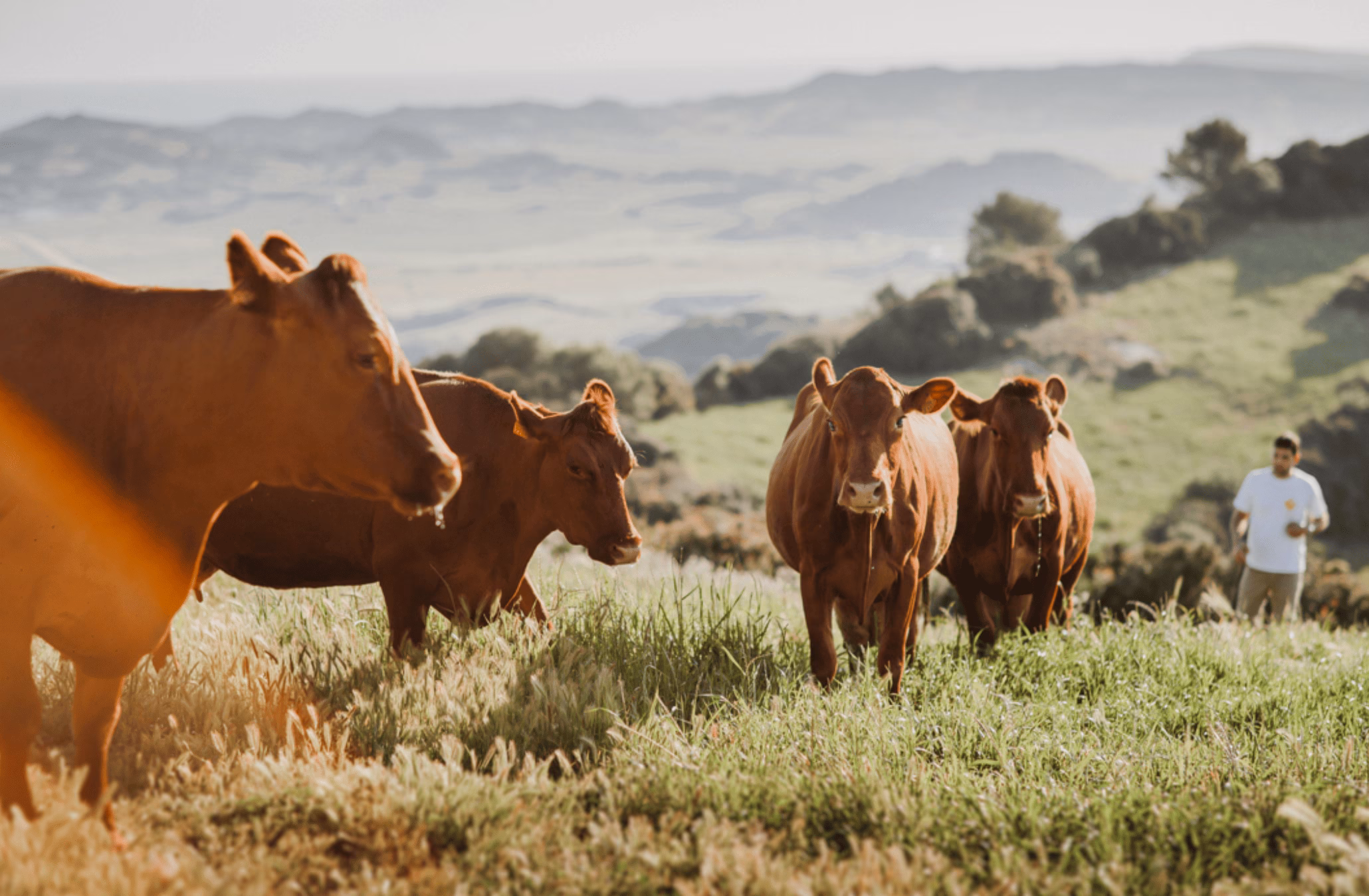 Impulso a la promoción del vacuno menorquín: 15.000 euros en ayudas