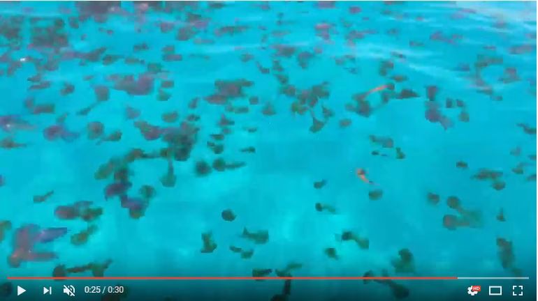 (Vídeo) Impresionante plaga de medusas en la costa sur de Menorca