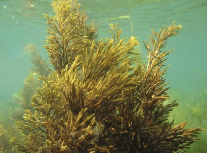 Piden a Autoritat Portuària que no haga la nueva rampa en Cala Teulera