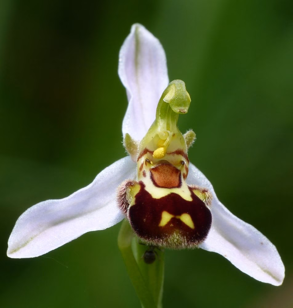 Un curso no apto para alérgicos a las flores