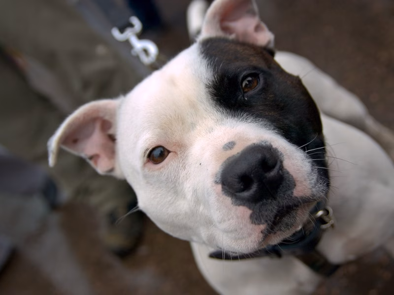 Denunciado por no controlar a su perro de raza peligrosa ni disponer del seguro obligatorio