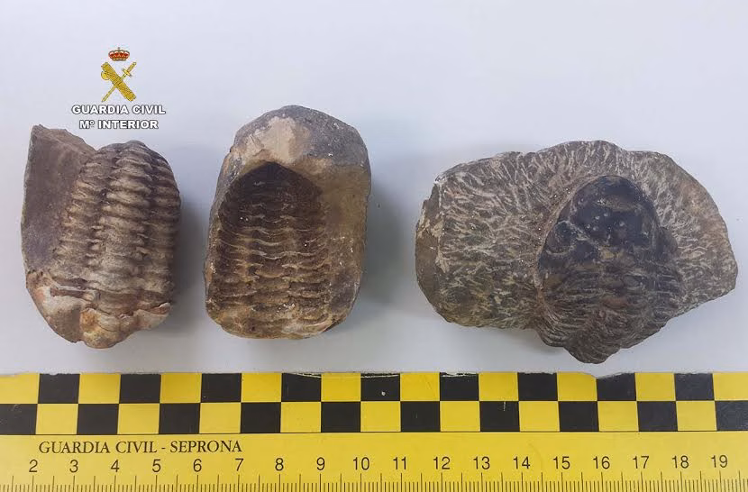 La Guardia Civil incauta en Menorca doce fósiles y una especie protegida
