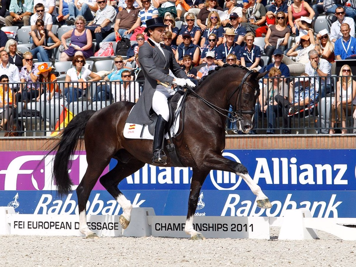 Quieren potenciar los caballos de Raza Menorquina para su uso deportivo en doma