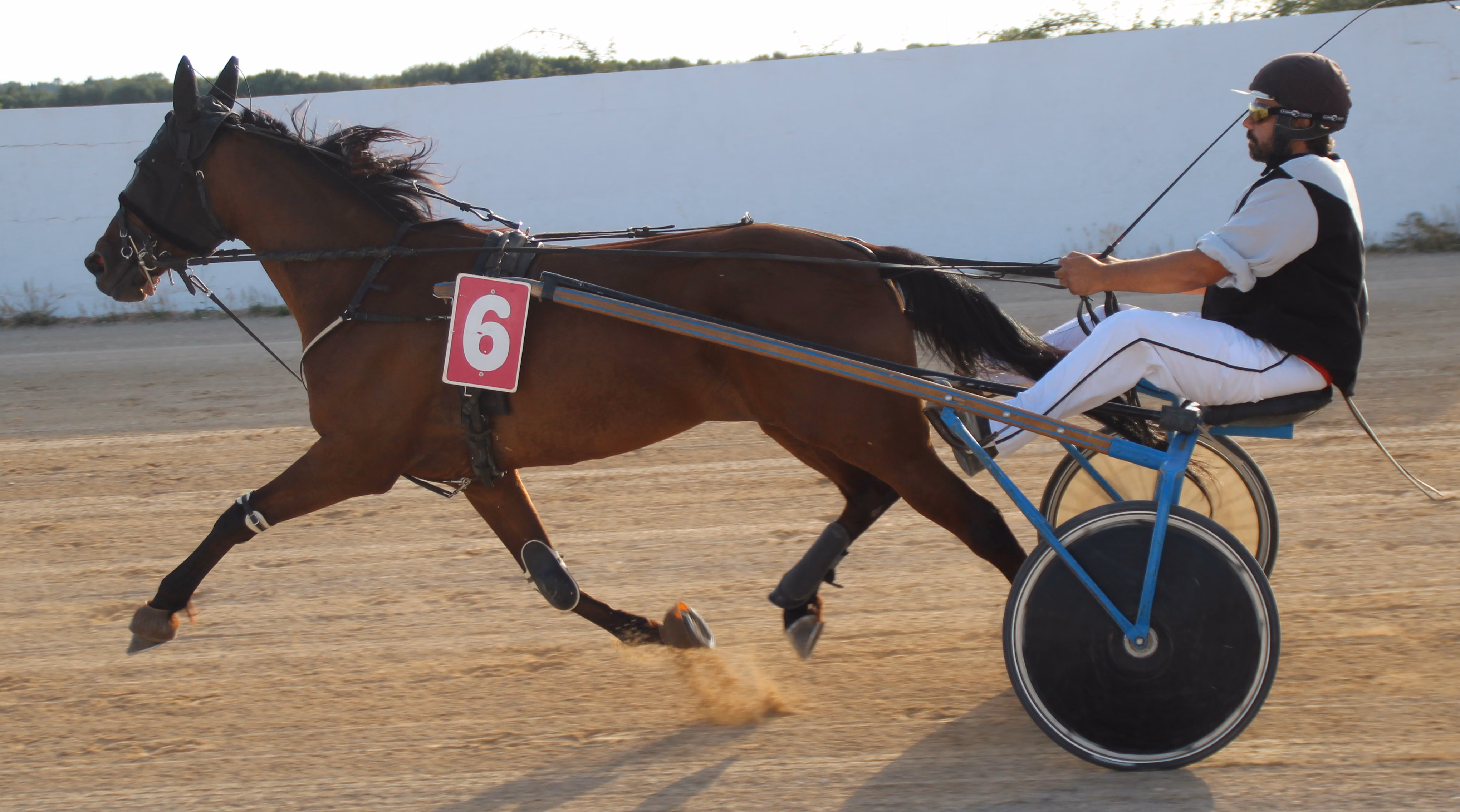 El hipódromo decide el IV Premi Sant Joan de Binisaida