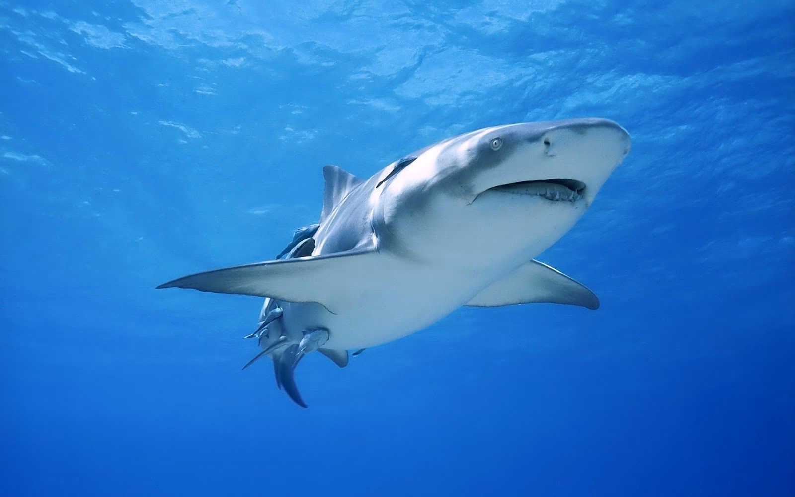 Marga Cerdà: "El Mediterráneo es un mar con tiburones"