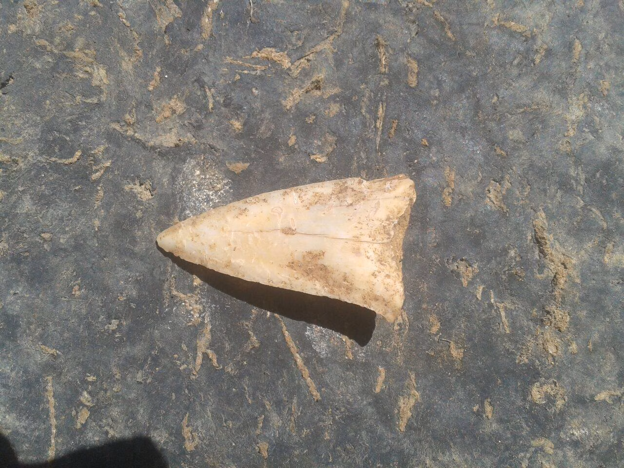 ¿Qué hacía un diente de tiburón en el poblado de Cornia Nou?