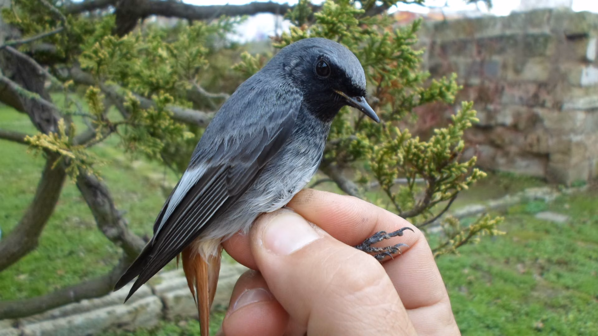 'Els ocells del teu poble', de nuevo en el Parc des Freginal