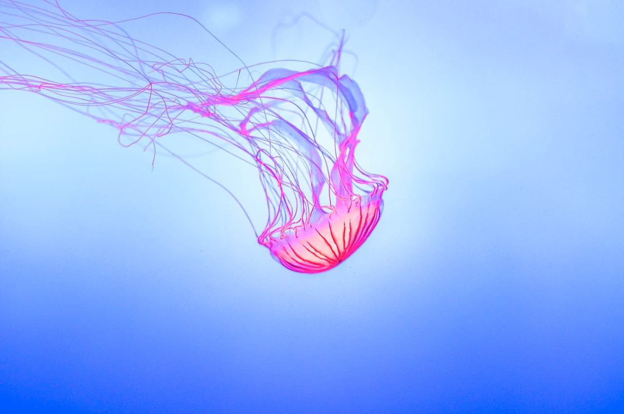 Cómo actuar si te pica una medusa