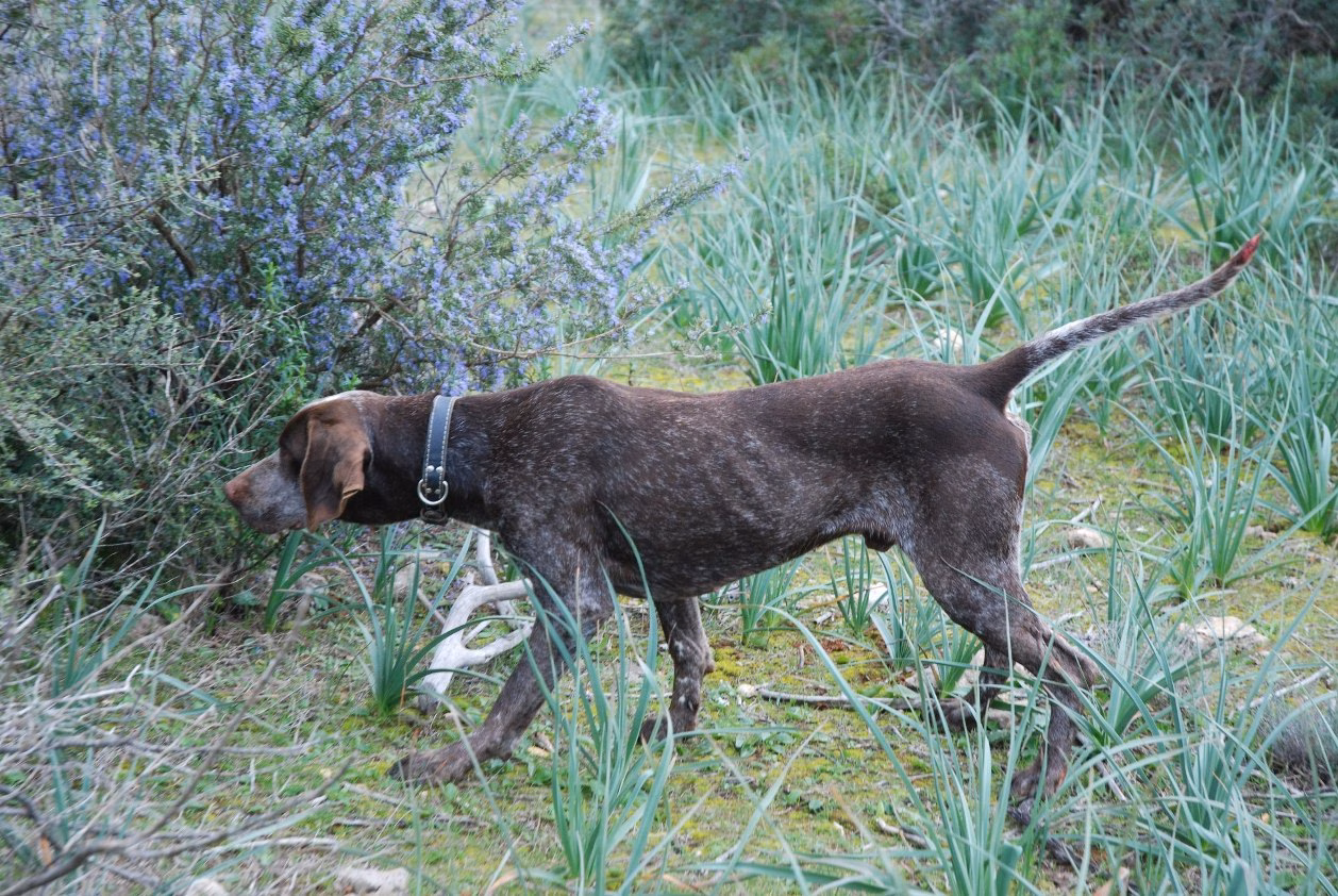 La caza en Menorca y su historia, en los Quaderns de Folklore