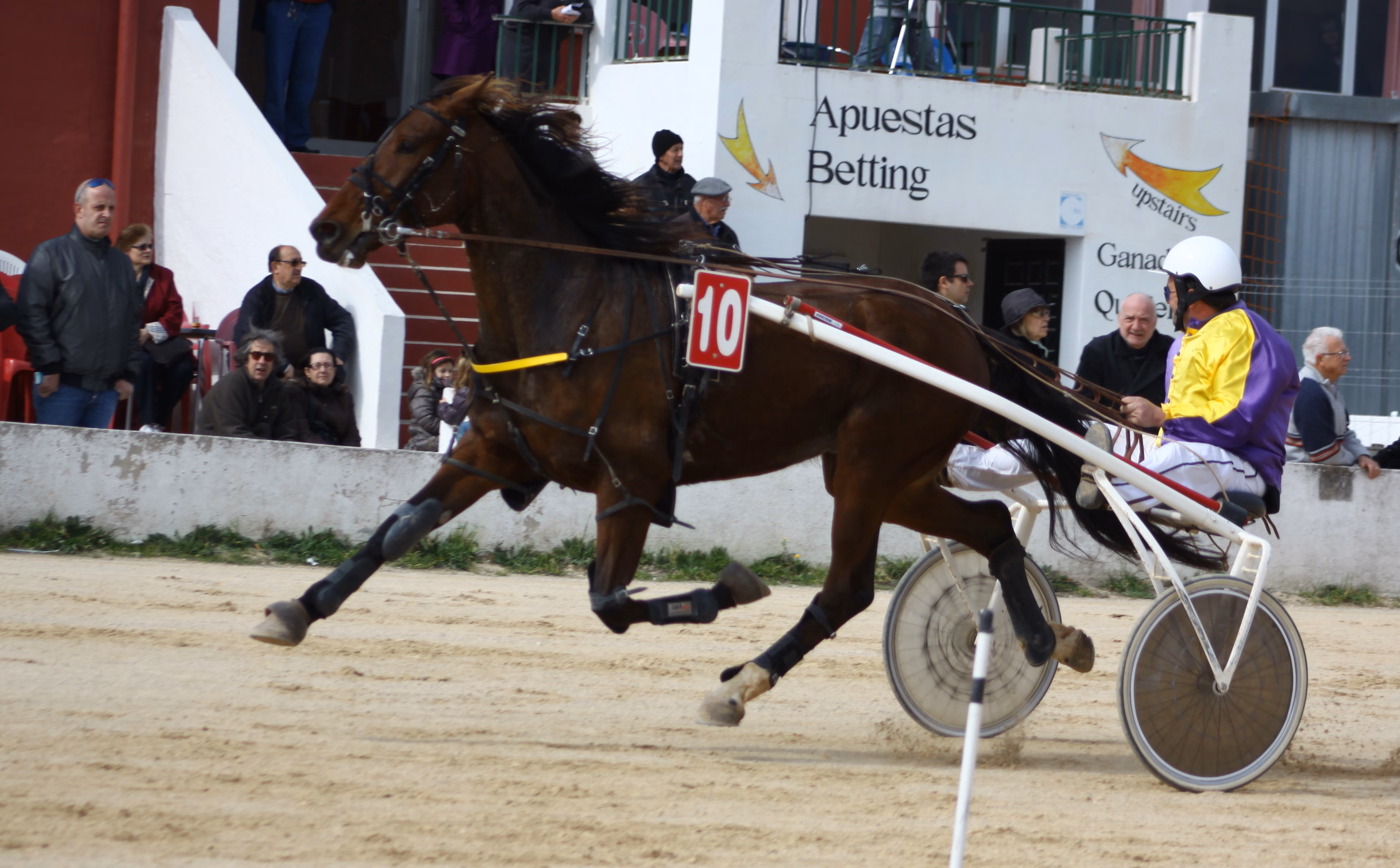 El hipódromo de Maó acoge una jornada con seis carreras