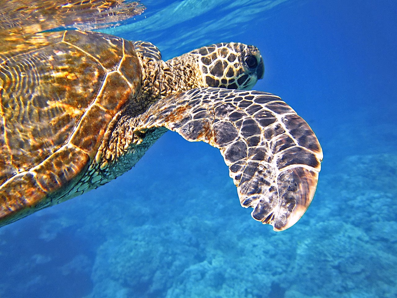 El cambio climático lleva a las tortugas marinas a "colonizar" el Mediterráneo occidental