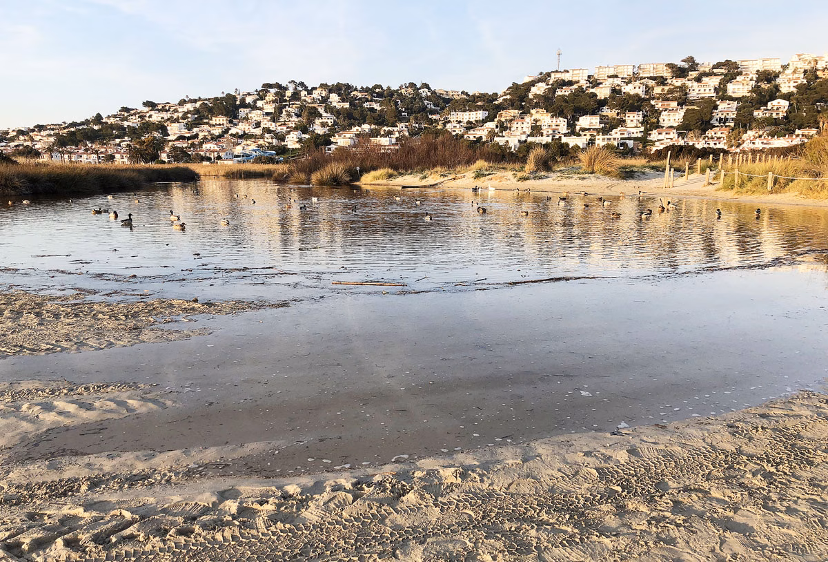 Son Bou cierra parte de su playa tras unos trabajos en el humedal junto a la arena