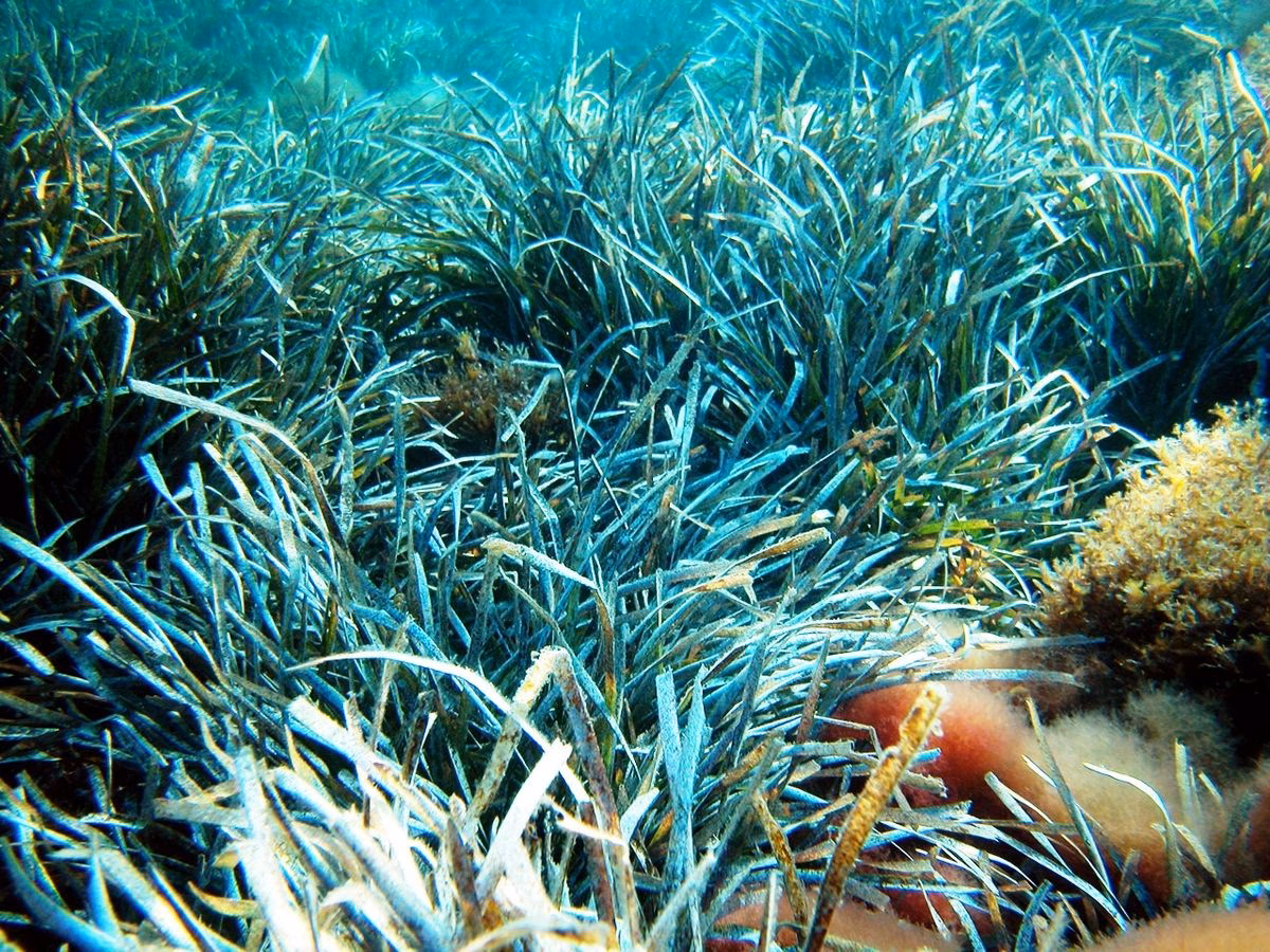 El estado de la posidonia ha empeorado en un 21 % de los puntos estudiados en Baleares