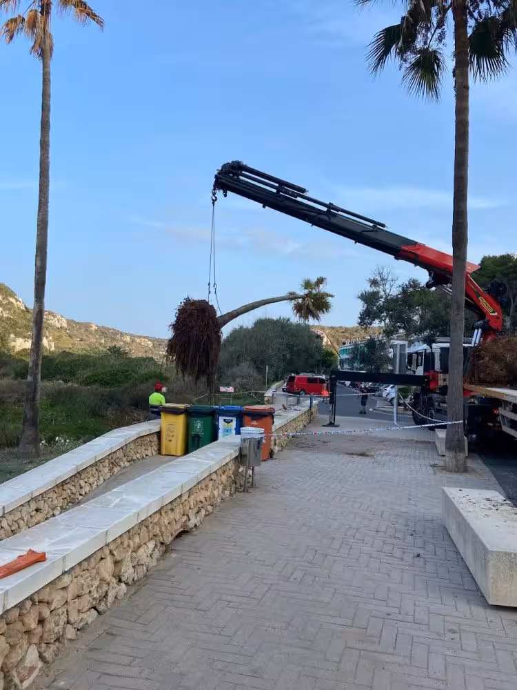 (Fotos) Trasladan las palmeras caídas de Cala en Porter debido a la DANA