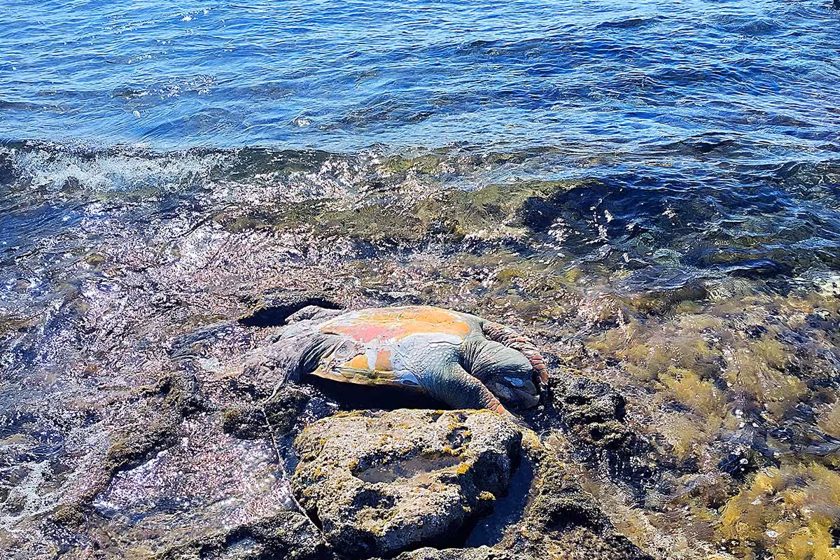(Vídeo) Hallan una tortuga marina muerta en Punta Prima