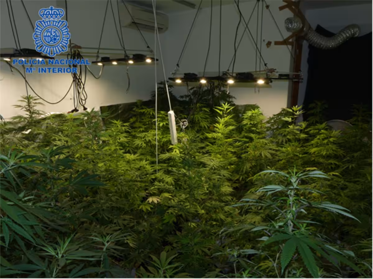 Detenido en Ciutadella un hombre que tenía 135 plantas de marihuana en su domicilio